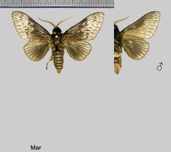 Podalia fuscescens Walker, 1856