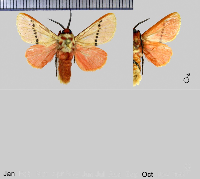 Trosia dimas (Cramer, 1775)