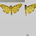 Phaedropsis chromalis (Guenée, 1854)
