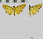 Phaedropsis chromalis (Guenée, 1854)