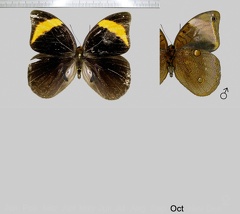Catoblepia versitincta Stichel, 1902