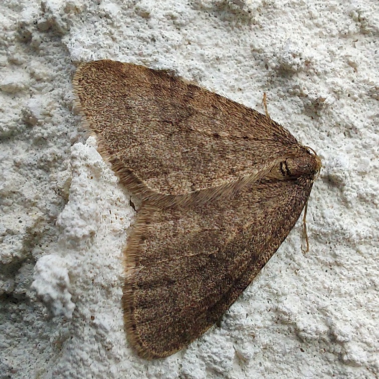 Operophtera brumata (Linnaeus, 1758)