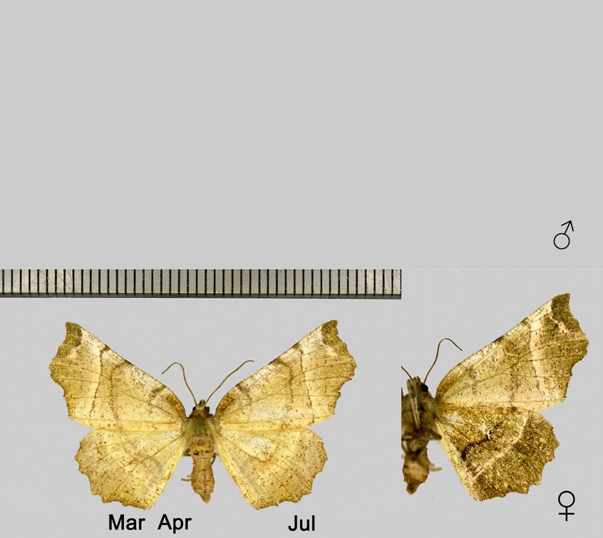 Selenia dentaria (Fabricius, 1775)-1