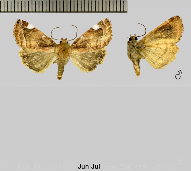 Cosmia diffinis (Linnaeus, 1767)