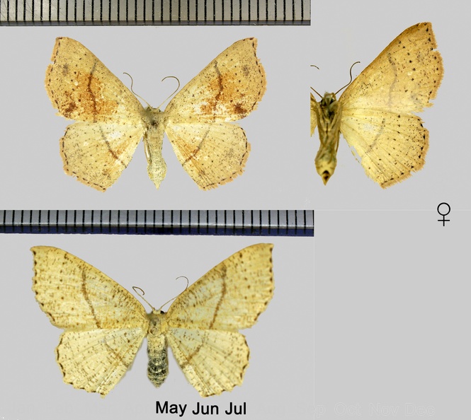 Cyclophora punctaria (Linnaeus, 1758)