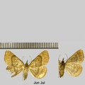 Paracolax tristalis (Fabricius, 1794)-1