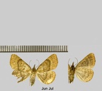 Paracolax tristalis (Fabricius, 1794)-1