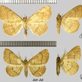 Paracolax tristalis (Fabricius, 1794)