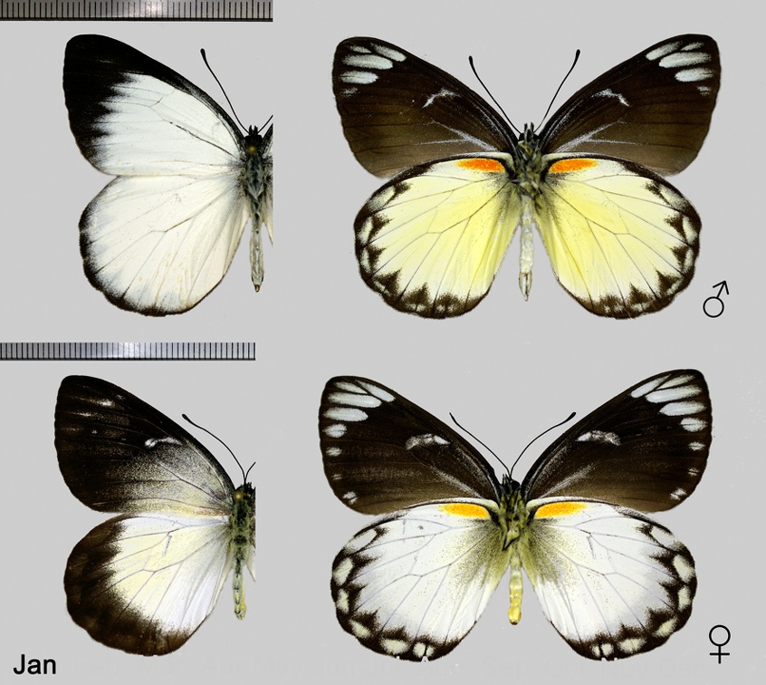 Delias belisama belisama (Cramer, 1779)