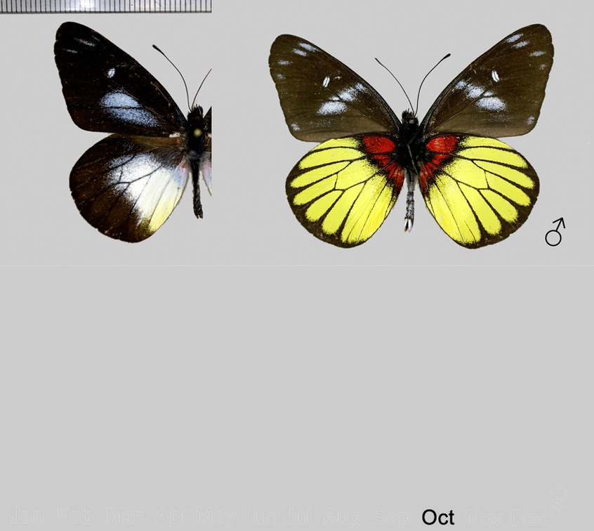 Delias crithoe perextensa (Toxopeus, 1950)