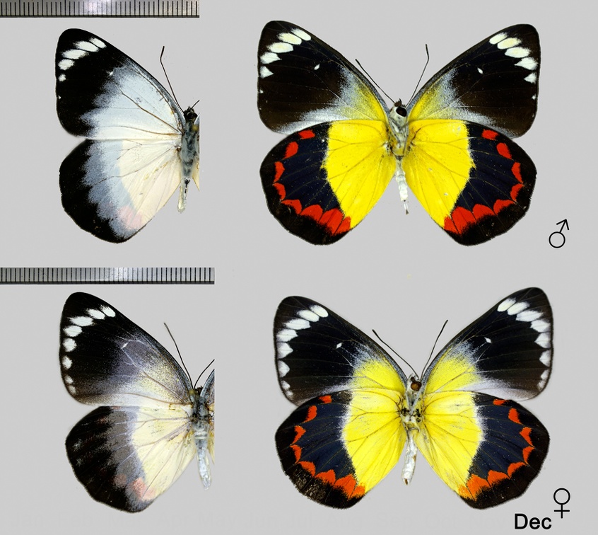 Delias timorensis moaensis (Rothschild, 1915)