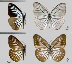 Pareronia tritaea (Felder, C & R Felder, 1859)