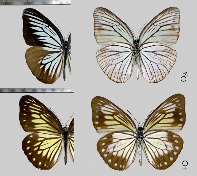 Pareronia-tritaea-(Felder,-C-&-R-Felder,-1859)-1.jpg