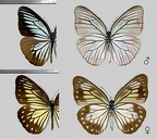 Pareronia tritaea (Felder, C & R Felder, 1859)