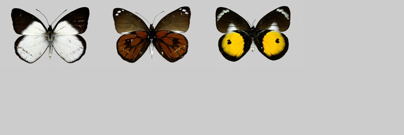 Pieridae-OC.jpg
