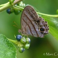 Magneuptychia newtoni (Hall, 1939)