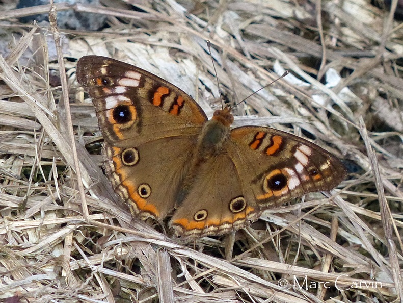 Junonia evarete (Stoll, 1782)