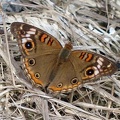 Junonia evarete (Stoll, 1782)