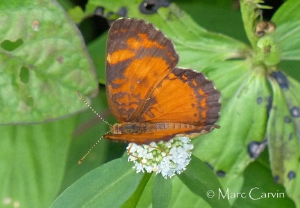 Ortilia liriope (Cramer, 1775)