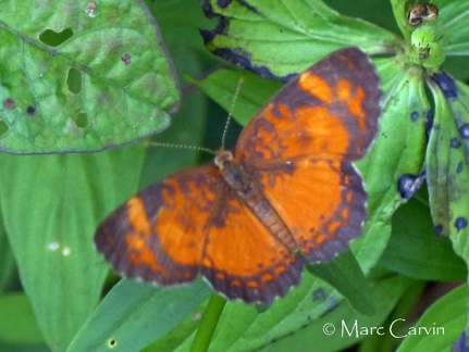 Ortilia liriope (Cramer, 1775)