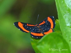 Amarynthis meneria (Cramer, 1776)