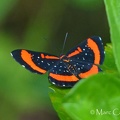 Amarynthis meneria (Cramer, 1776)