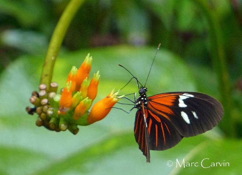 Heliconius erato erato (Linnaeus, 1758)