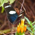 Heliconius wallacei flavescens Weymer, 1890