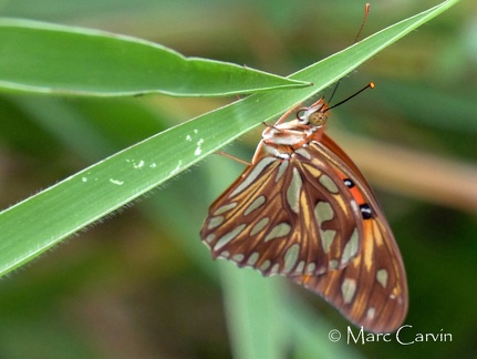 Agraulis vanillae (Linnaeus, 1758)