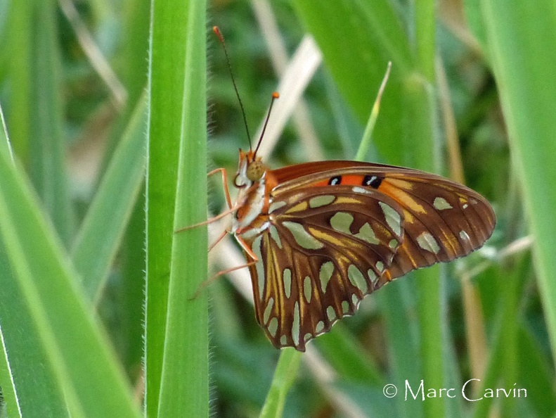 Agraulis vanillae (Linnaeus, 1758)