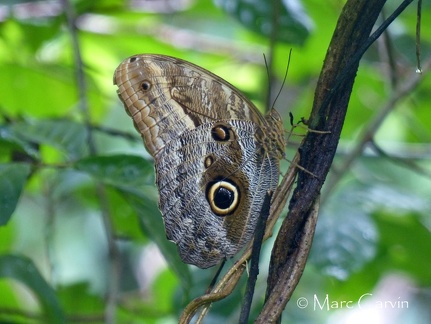 Caligo teucer teucer (Linnaeus, 1758)