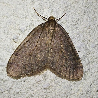 Operophtera brumata (Linnaeus, 1758)