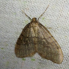 Operophtera brumata (Linnaeus, 1758)