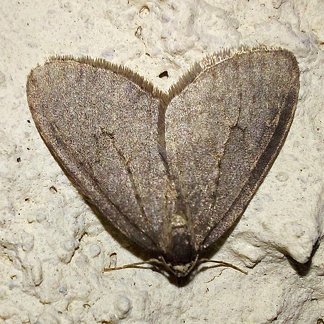 Operophtera brumata (Linnaeus, 1758)