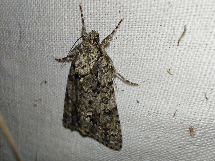 Acronicta rumicis (Linnaeus, 1758)