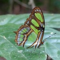 Philaethria dido (Linnaeus, 1763)