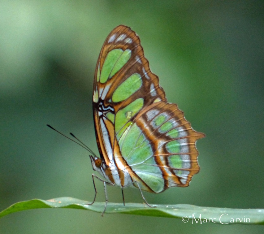 Philaethria dido (Linnaeus, 1763)