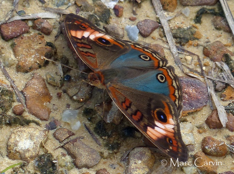 Junonia evarete (Stoll, 1782)