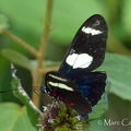 Heliconius sara thamar (Hübner, 1806)