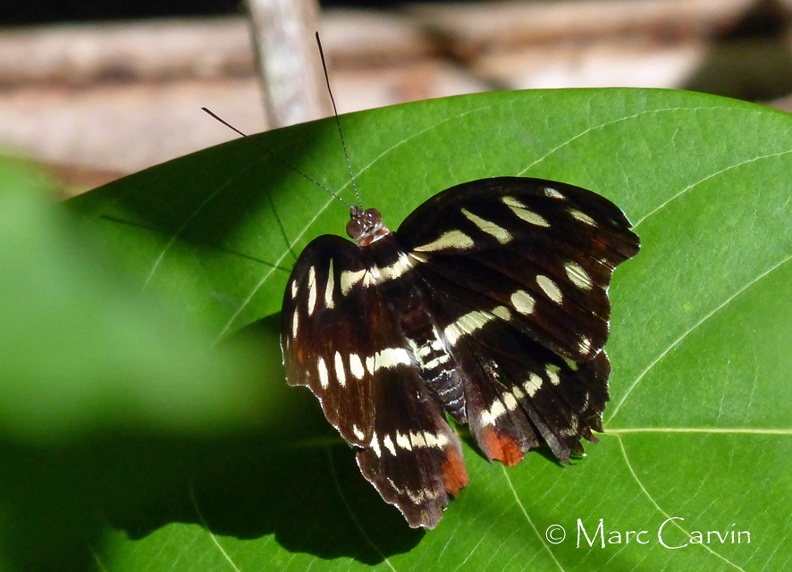 Catonephele acontius (Linnaeus, 1771)