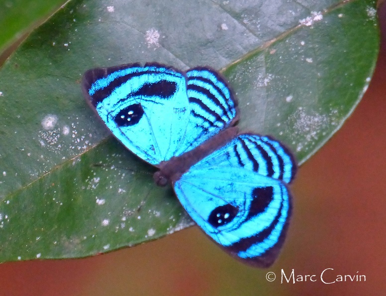 Semomesia capanea capanea (Cramer, 1779)