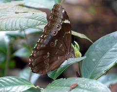 Morpho menelaus (Linnaeus, 1758)