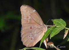 Morpho menelaus (Linnaeus, 1758)