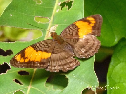 Adelpha mesentina (Cramer, 1777)