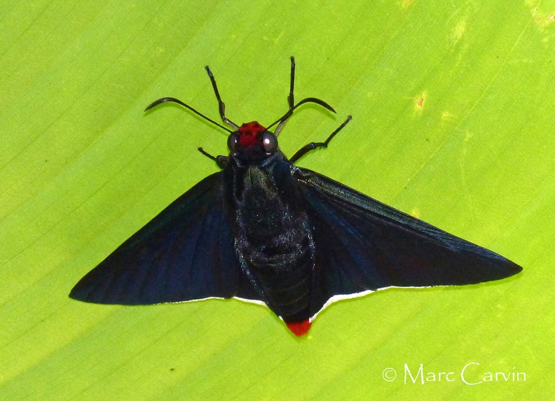 Pyrrhopyge phidias bixae (Linnaeus, 1758)