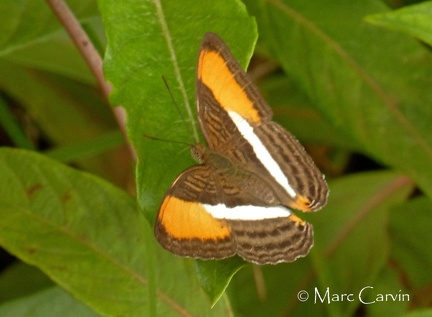 Adelpha cytherea (Linnaeus, 1758)