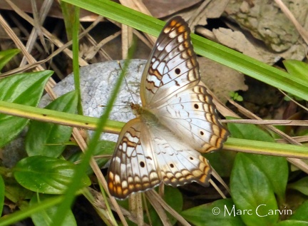 Anartia jatrophae (Linnaeus, 1763)