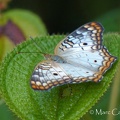 Anartia jatrophae (Linnaeus, 1763)