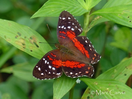 Anartia amathea (Linnaeus, 1758)