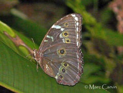 Morpho achilles huebneri (Le Moult, 1931)